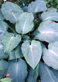 Hosta 'Blue Angel'